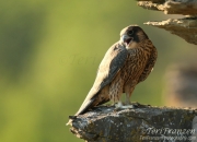 Female Peregrine Fledgling (2) - 2016