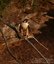 Peregrine Tiercel 2016