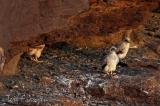 Young Peregrine Nestlings - 2016