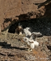 Female Peregrine Nestling Wing Testing - 2016