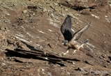 Young Peregrine Tiercel Learning to Fly - 2016