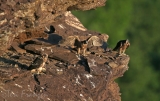 Peregrine Nestlings - 2016