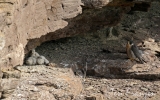 Peregrine Falcon and her Brood 2016