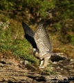 Peregrine Fledgling Wing Stretch - 2016