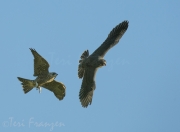 Peregrine Fledglings Playing - 2016