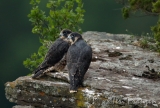 Peregrine Tiercel Fledglings 2016