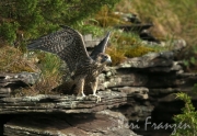 Female Peregrine Falcon - 2016