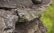 Peregrine Falcon Keeping Watch 2016