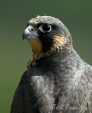 Peregrine Fledgling Portrait - 2016