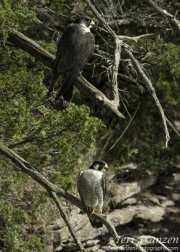 Peregrine Falcon Adult Male and Female  2016