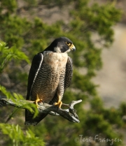 Peregrine Falcon Keeping Watch (1) - 2016