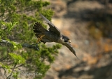 Peregrine Falcon Taking Flight 2016