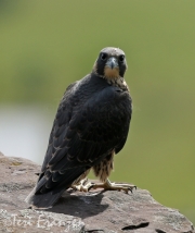 Peregrine Fledgling (2) - 2016