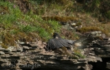 Peregrine Falcon Sunning Herself - 2016