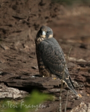 Peregrine Fledgling (1) - 2016