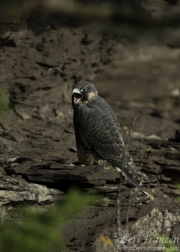 Peregrine Fledgling 2016