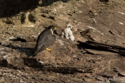 Peregrine Falcon 2016