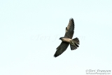 Fledgling Tiercel Flight - 2016