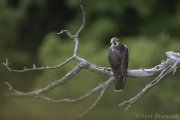 Peregrine Fledgling 2020