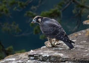 Peregrine Fledgling 2017