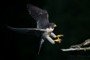 Final Approach, Peregrine Falcon 2017