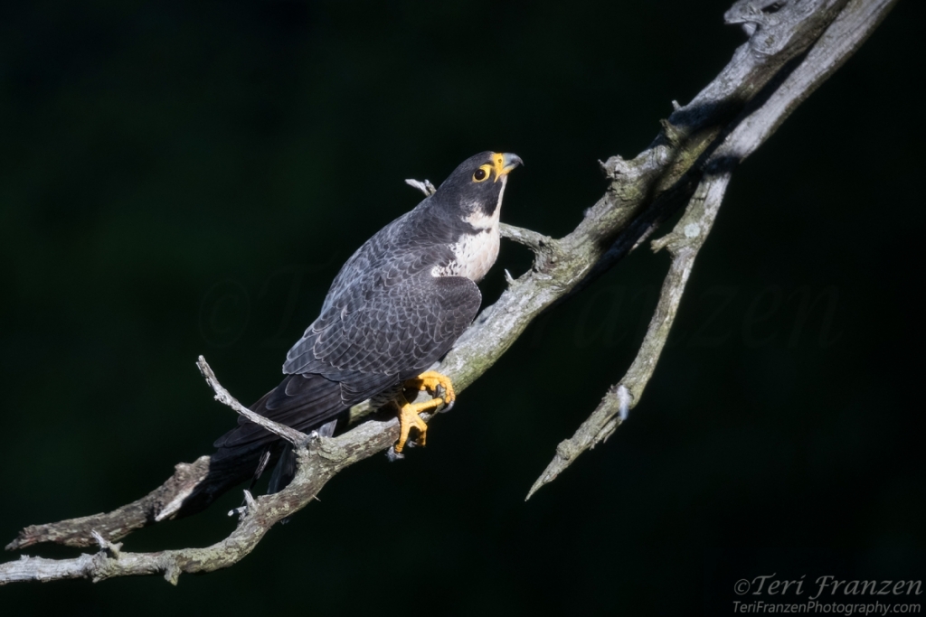 Peregrine Falcon 2017