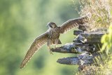 Peregrine Fledgling 2020