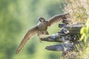 Peregrine Fledgling 2020