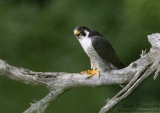 Peregrine Tiercel 2017