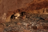 Peregrine Falcon Feeding her Nestlings - 2016