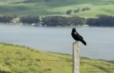 Point Reyes Raven