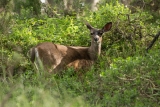 Point Reyes Black-tailed Deer