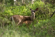 Point Reyes Black-tailed Deer