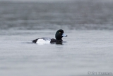 Greater Scaup in Tomales Bay