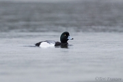 Greater Scaup in Tomales Bay