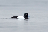 Greater Scaup in Tomales Bay