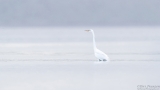 Great Egret in Tomales Bay