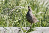 California Quail, female