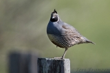 California Quail, male