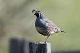 California Quail, male