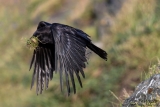 Point Reyes Raven gathering nesting material