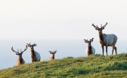 Tule Elk just after sunrise