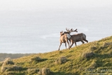 Playful Tule Elk just after sunrise