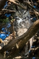 Great-horned Owl