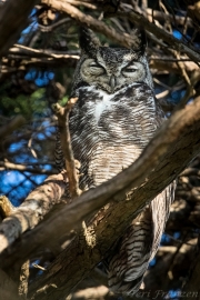 Great-horned Owl