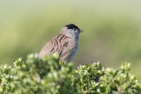 Gold-crowned Sparrow