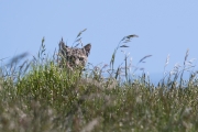 Point Reyes Bobcat