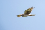 Point Reyes Northern Harrier