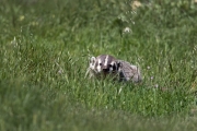 Point Reyes Badger