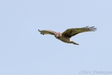 Point Reyes Northern Harrier